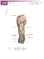 Sobotta Atlas of Human Anatomy  Head,Neck,Upper Limb Volume1 2006, page 237